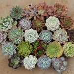 succulents