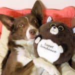 high-quality-plush-animals