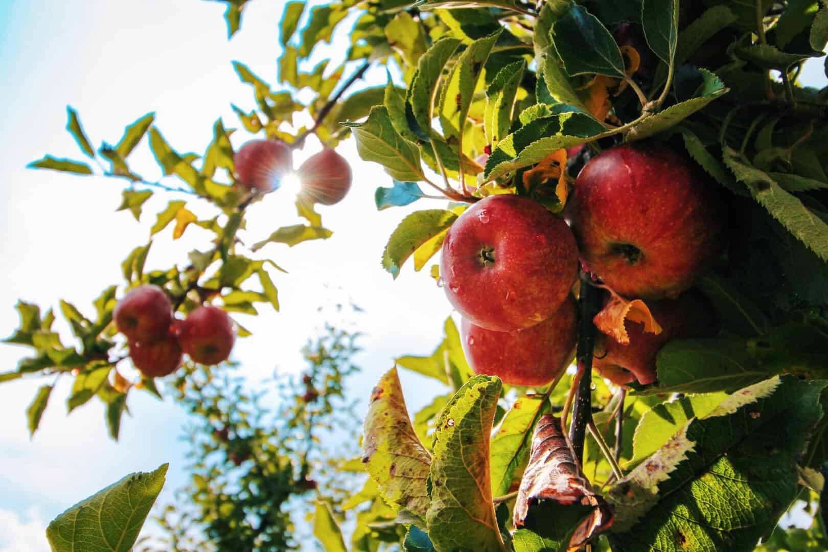 apple picking fun fall activities for kids