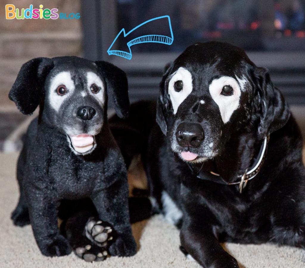 pet stuffed animal