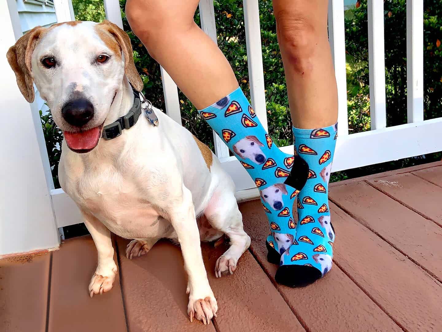 Pet Socks with Dog