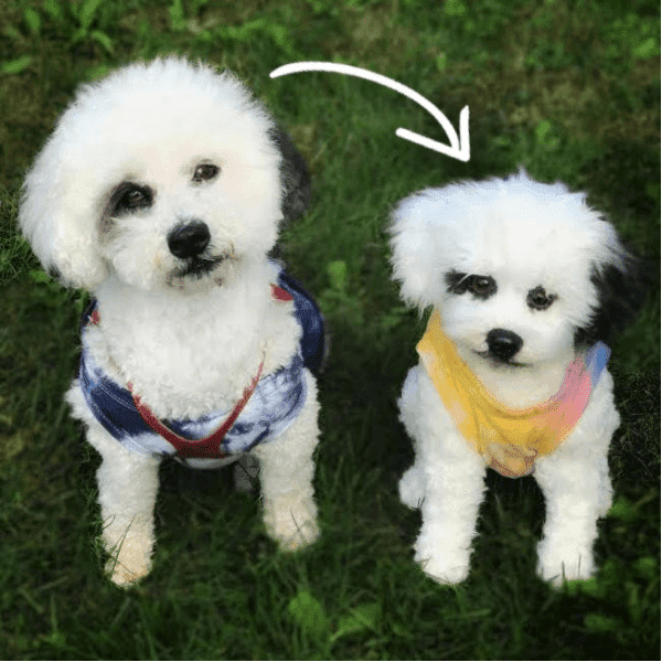 custom pet plush