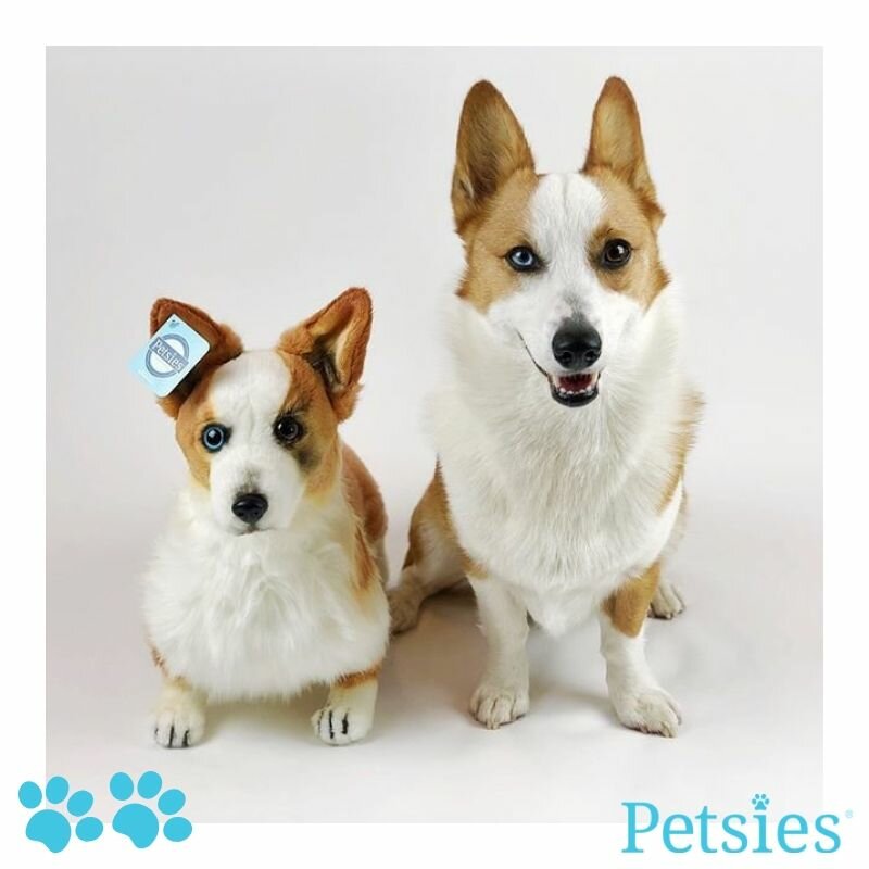 personalized dog stuffed animals