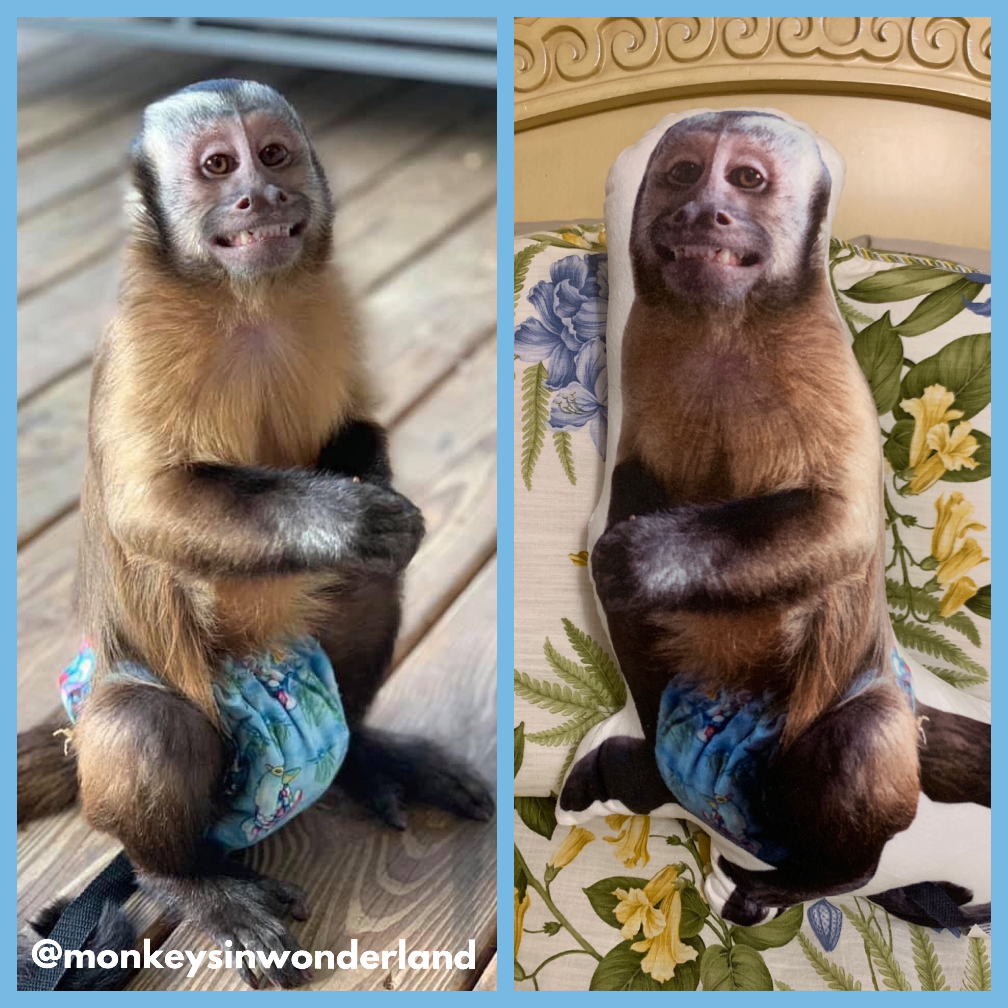 petsies price