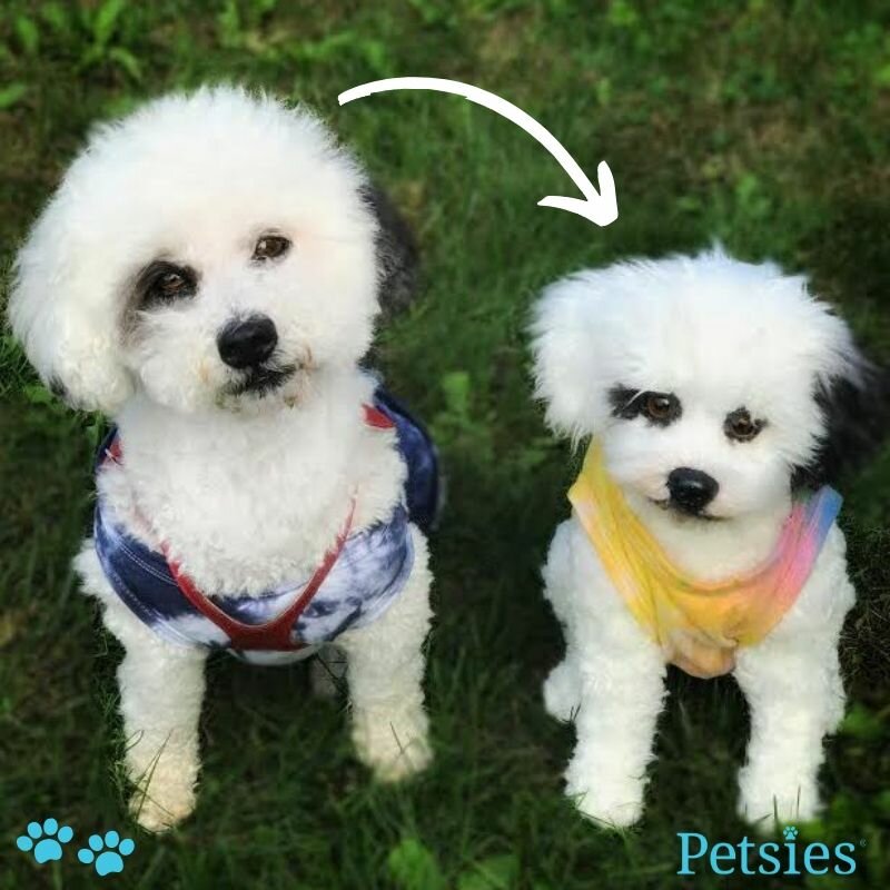 my petsies coupon code