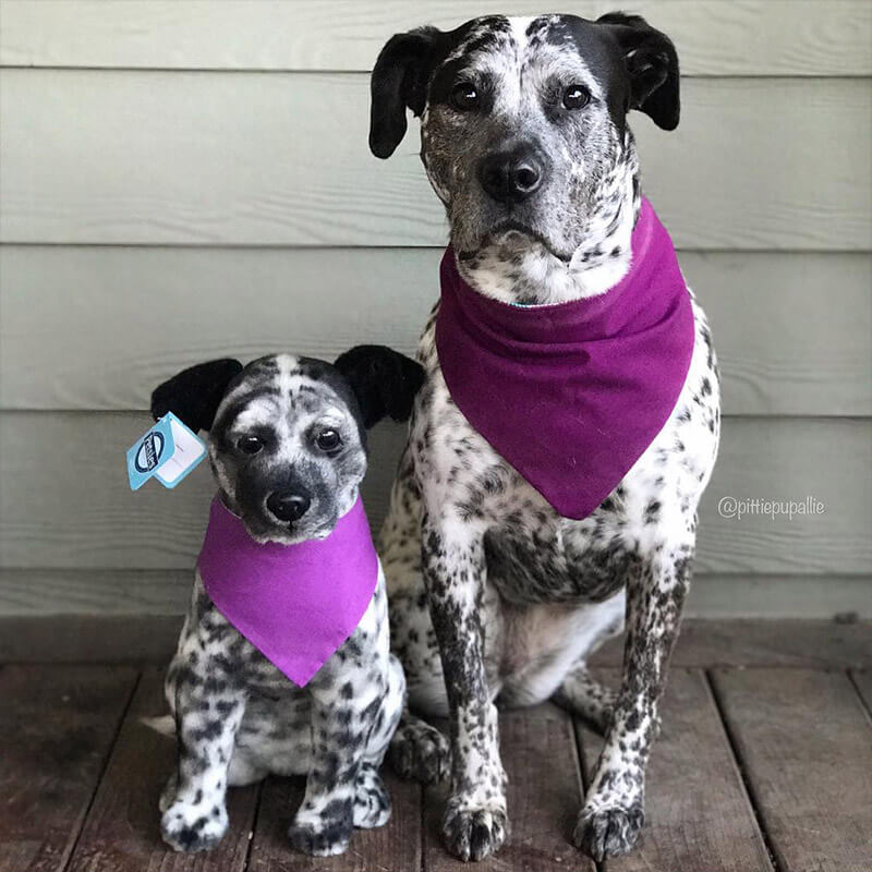 making a stuffed animal of your pet